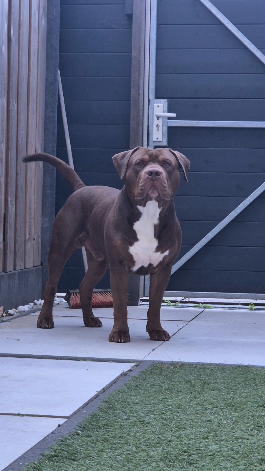 American bully xl dekreu, Dieren en Toebehoren, CDV (hondenziekte), 1 tot 2 jaar, Eén hond, Nederland