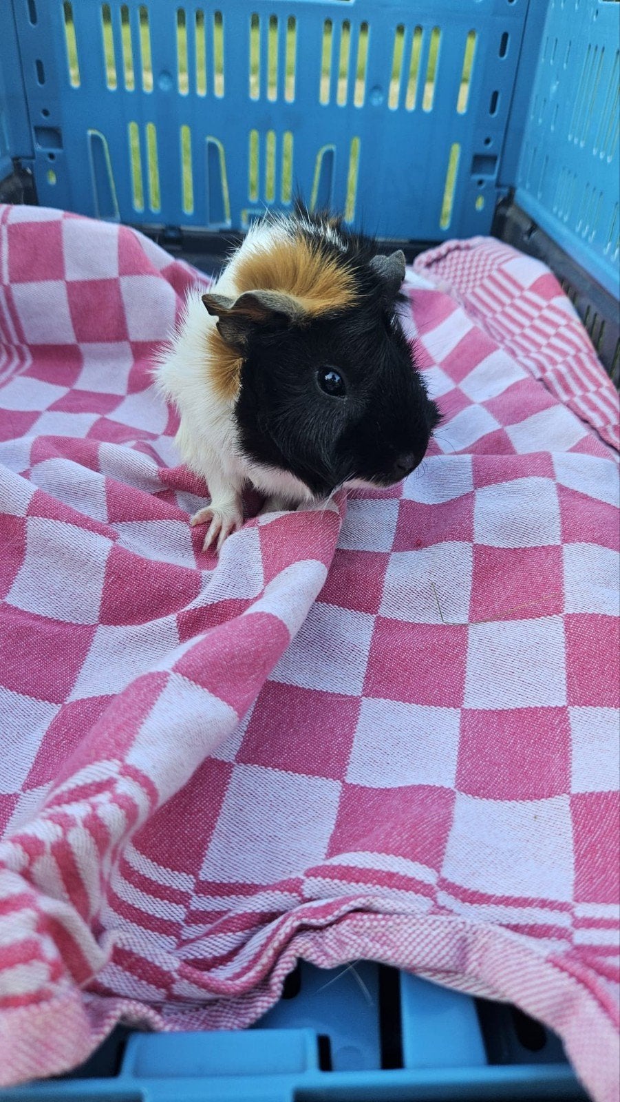 vrouwtjes cavia's, Dieren en Toebehoren, Knaagdieren, Januari, Vrouwelijk, Cavia