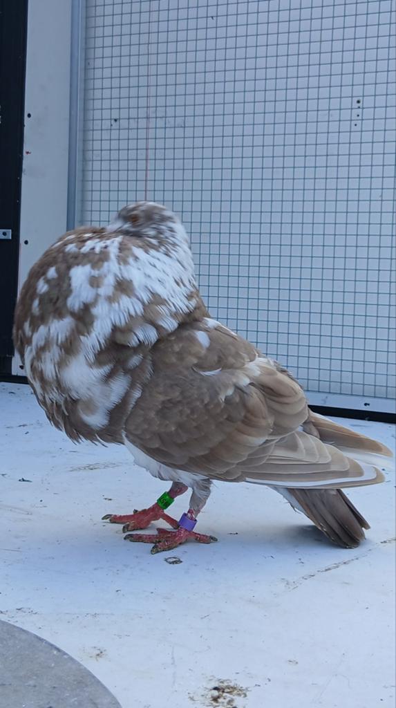 Gadidano s, Dieren en Toebehoren, Vogels | Duiven, Meerdere dieren, Kropper
