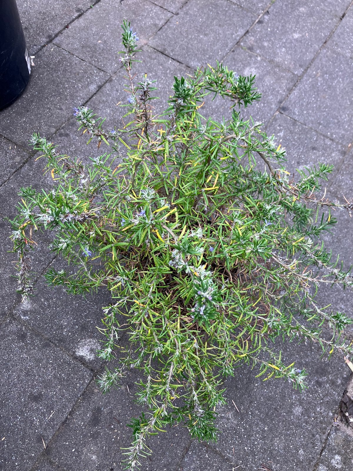 Rozemarijn plant - Heerlijk kruid voor in de tuin of op balk, Tuin en Terras, Planten | Tuinplanten, Ophalen, Volle zon, Vaste plant