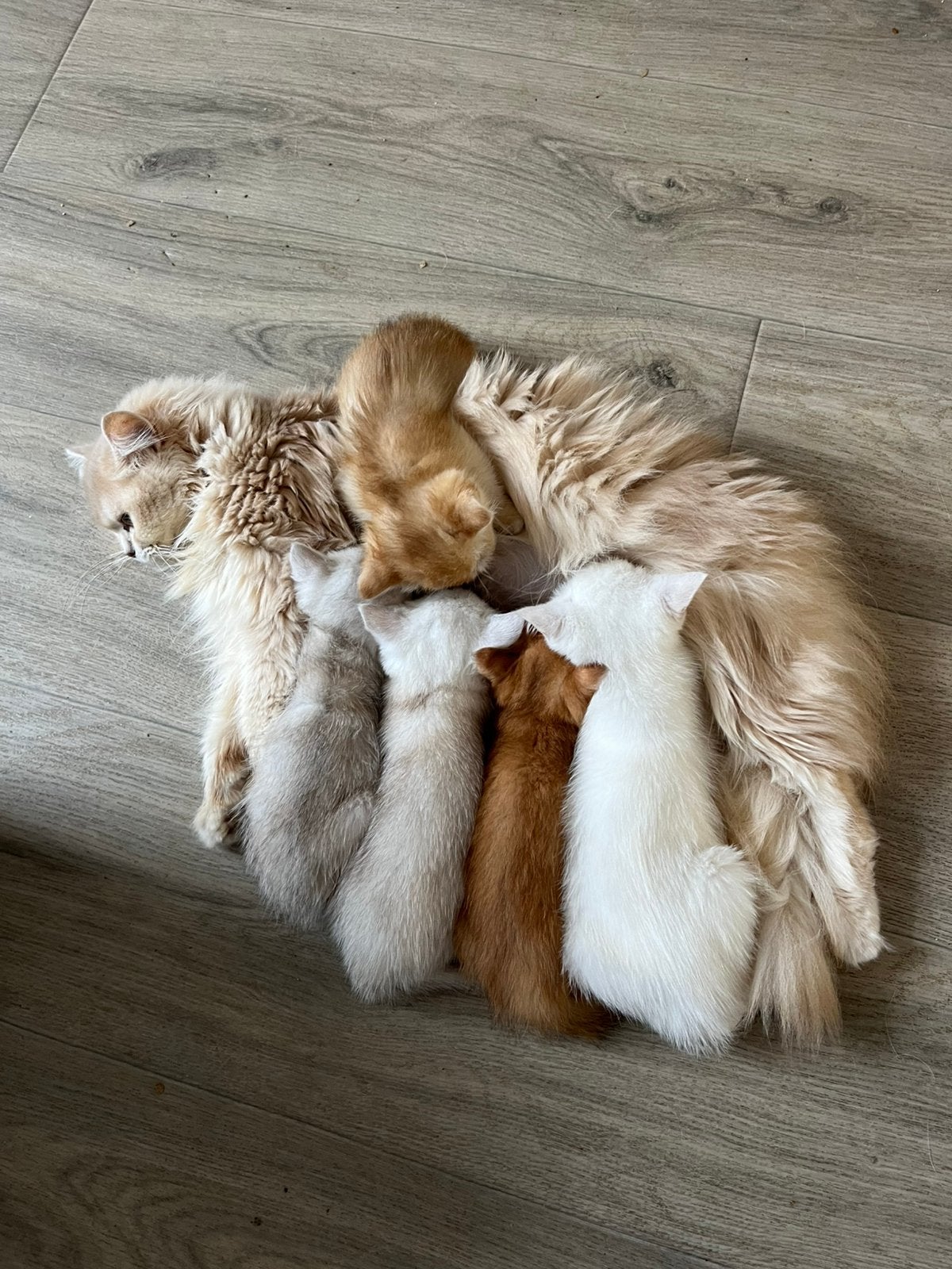 Britse korthaar kittens te koop golden, silver, point, Dieren en Toebehoren, Meerdere dieren, Ontwormd, 0 tot 2 jaar