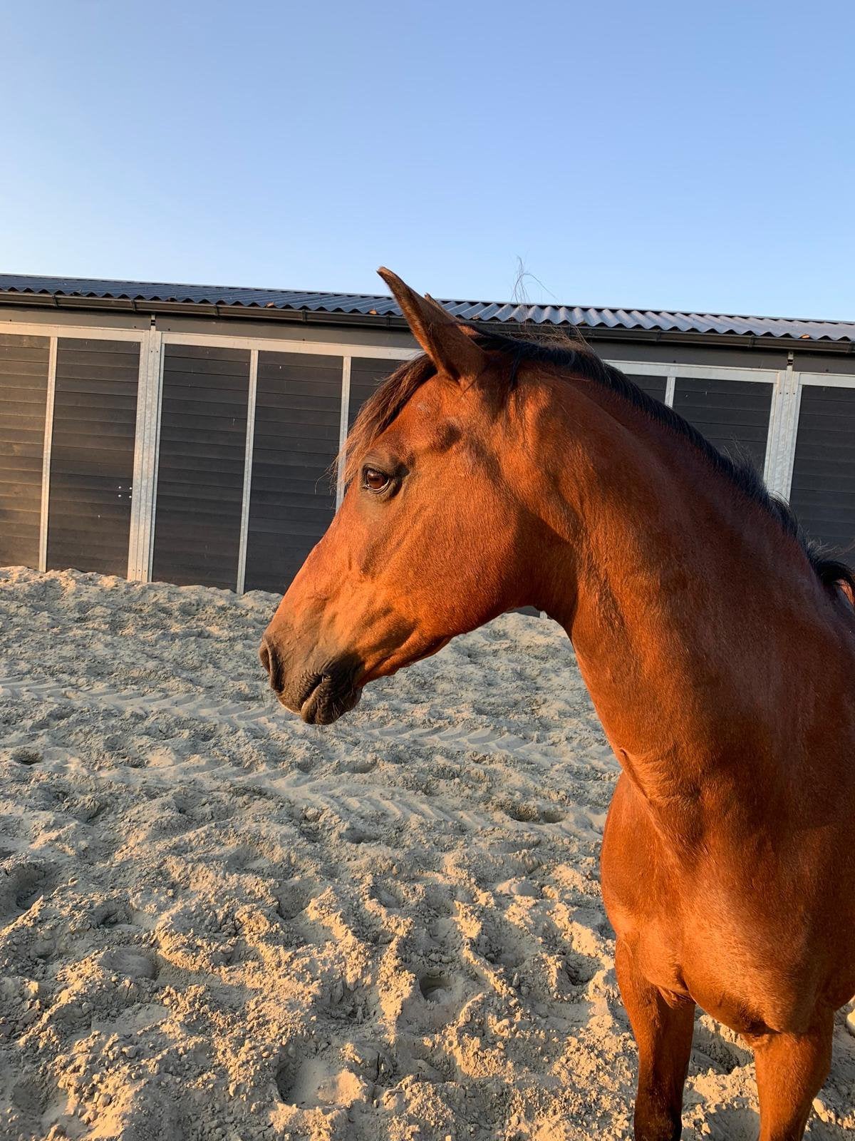 Gouden huisje gezocht voor geweldige D pony, Met stamboom, Ruin, M, 11 jaar of ouder