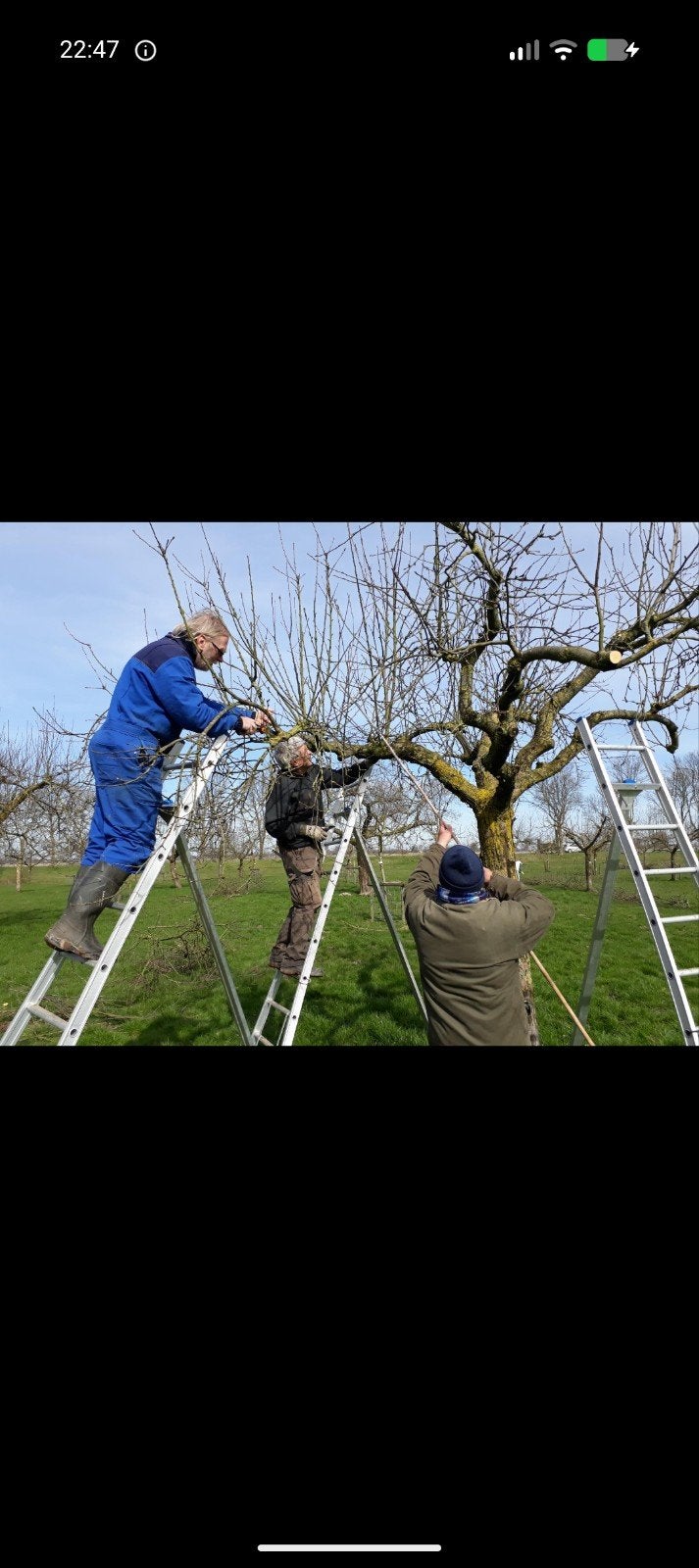 Gezocht: Enthout van oude fruitbomen (regio Lopik), Ophalen of Verzenden, Overige soorten