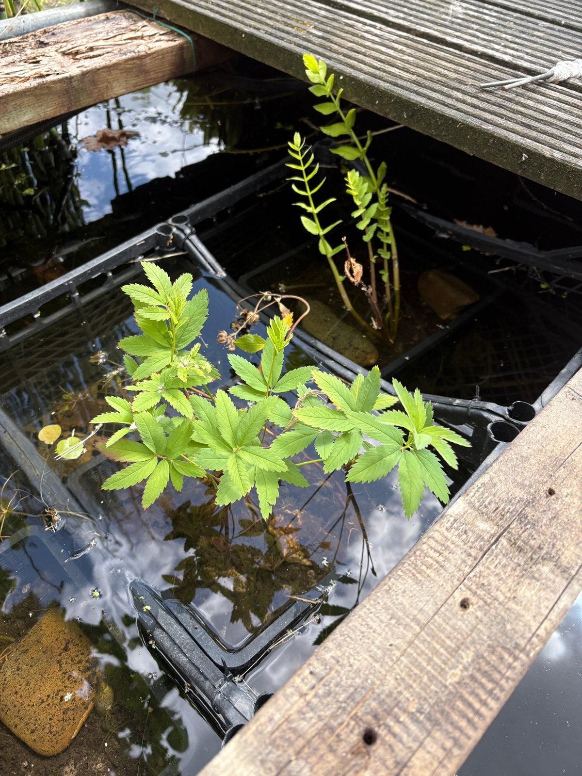 Riet gras - water valeriaan - water aardbei, Tuin en Terras, Vijvers, Ophalen, Nieuw