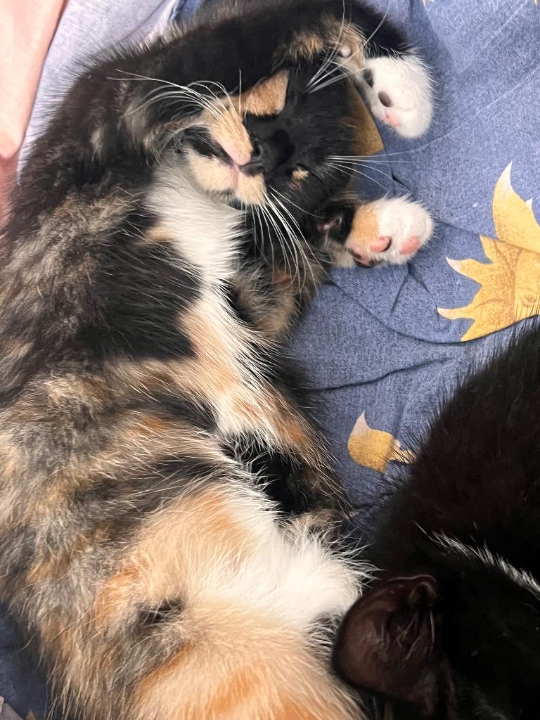 Kitten te koop, Dieren en Toebehoren, Meerdere dieren, Ontwormd, 0 tot 2 jaar