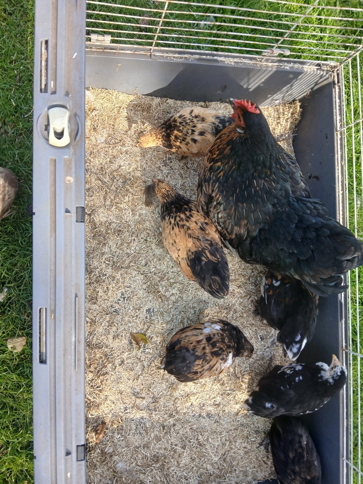 Moederkip met 6  kuikens, Dieren en Toebehoren, Meerdere dieren, Kip