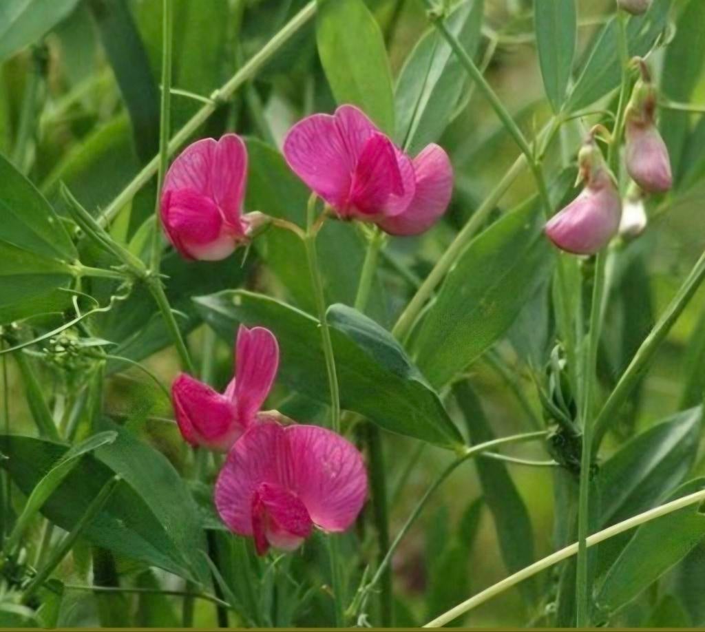 Aardaker (vaste lathyrus), Ophalen, Overige soorten, Volle zon