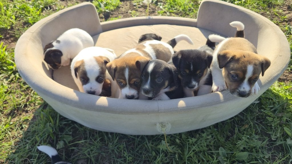 Te koop jack russel pups, Jack Russell Terriër, 8 tot 15 weken, Meerdere, Meerdere dieren