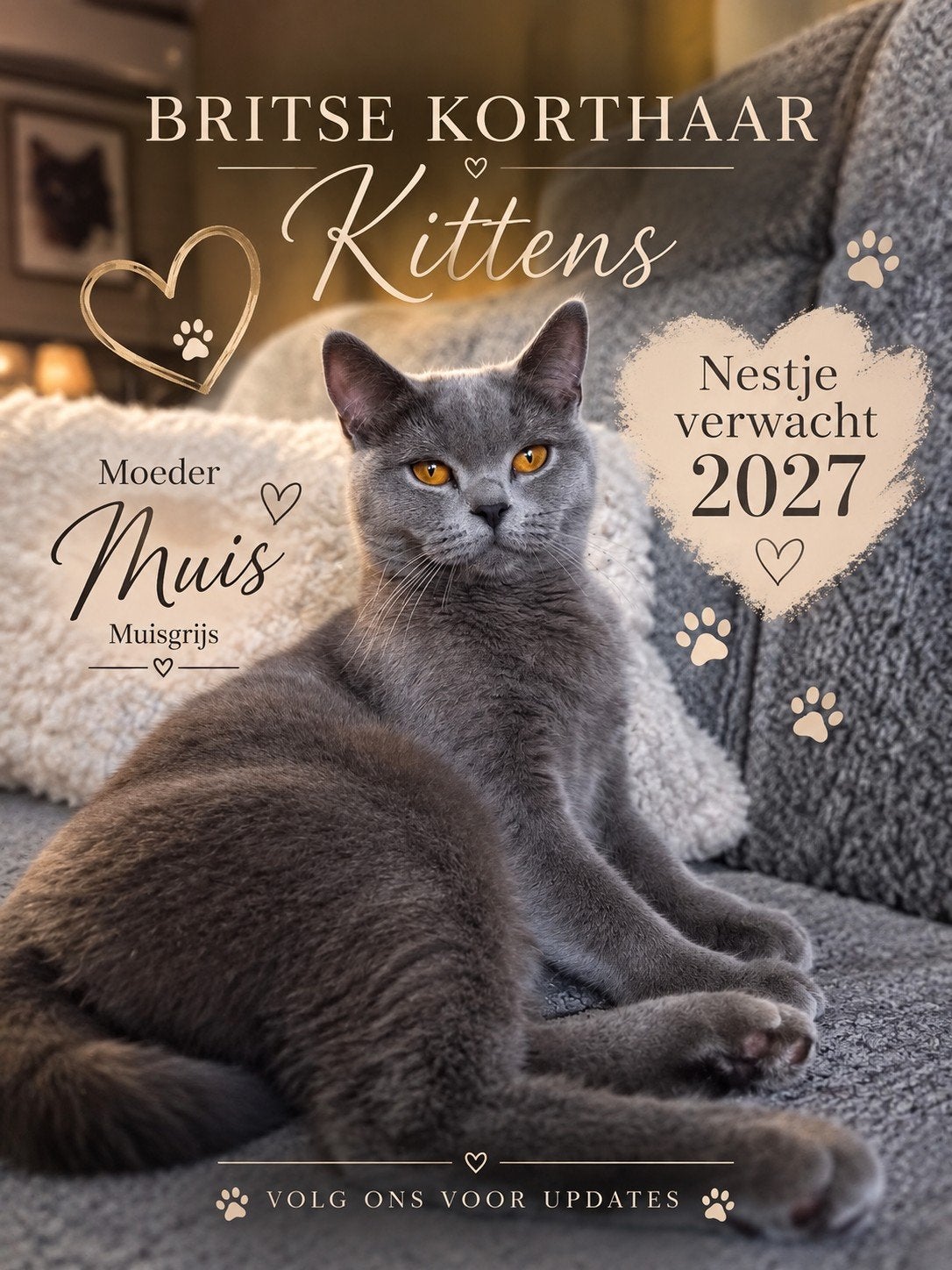 britsekorthaar kittens verwachting 2027, Dieren en Toebehoren, 0 tot 2 jaar