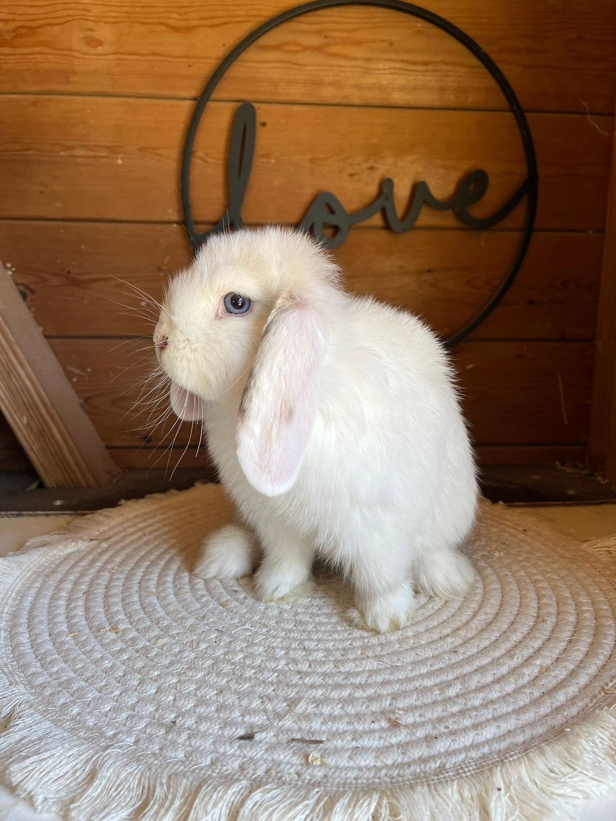 Super mooie Minilop voedster🩷, Dieren en Toebehoren, Vrouwelijk, Dwerg