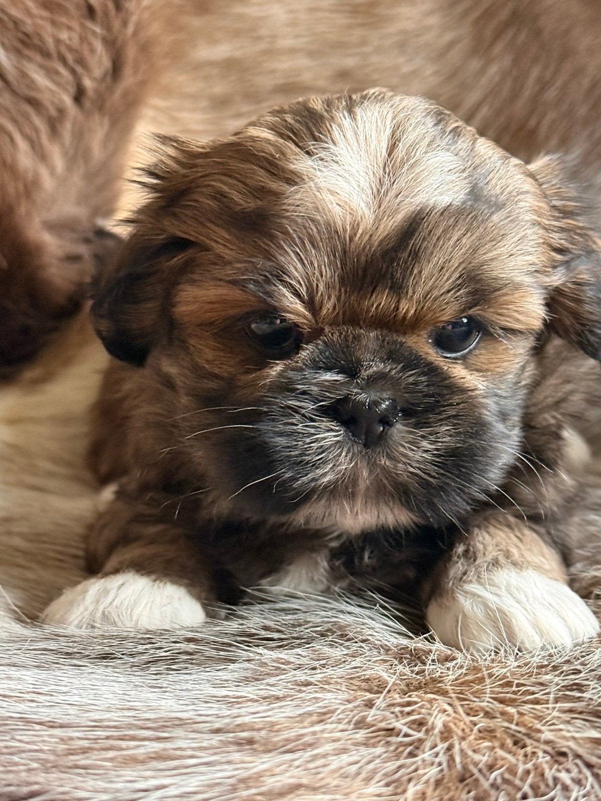 Lhasa apso pups, België, Overige rassen, CDV (hondenziekte), 8 tot 15 weken