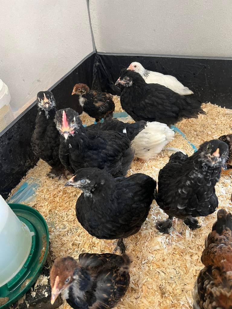 Kuikens Colombia Sussex - Welsummer- Marans - Olijf leggers, Meerdere dieren, Kip