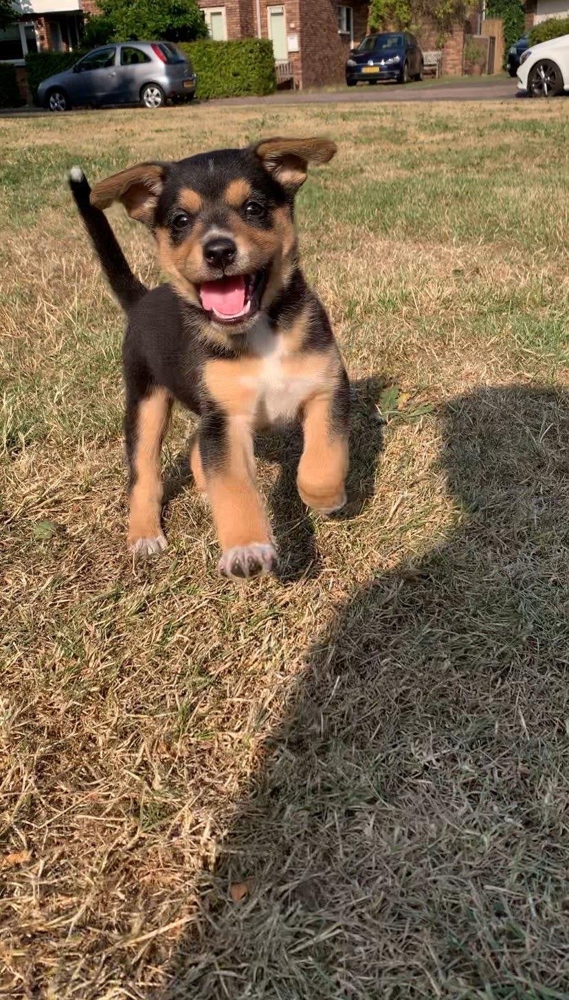 Lieve 8 weken oude puppy zoekt liefdevol en actief gezin, Dieren en Toebehoren, Honden | Niet-rashonden, CDV (hondenziekte), 8 tot 15 weken