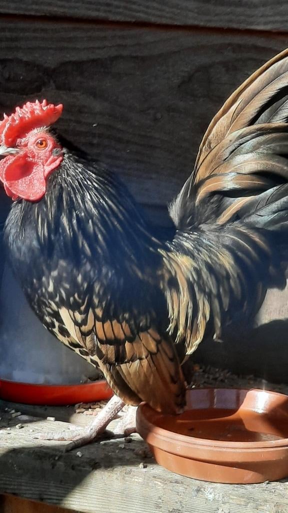 Mooie kruising Serama haan., Dieren en Toebehoren, Pluimvee, Kip, Mannelijk