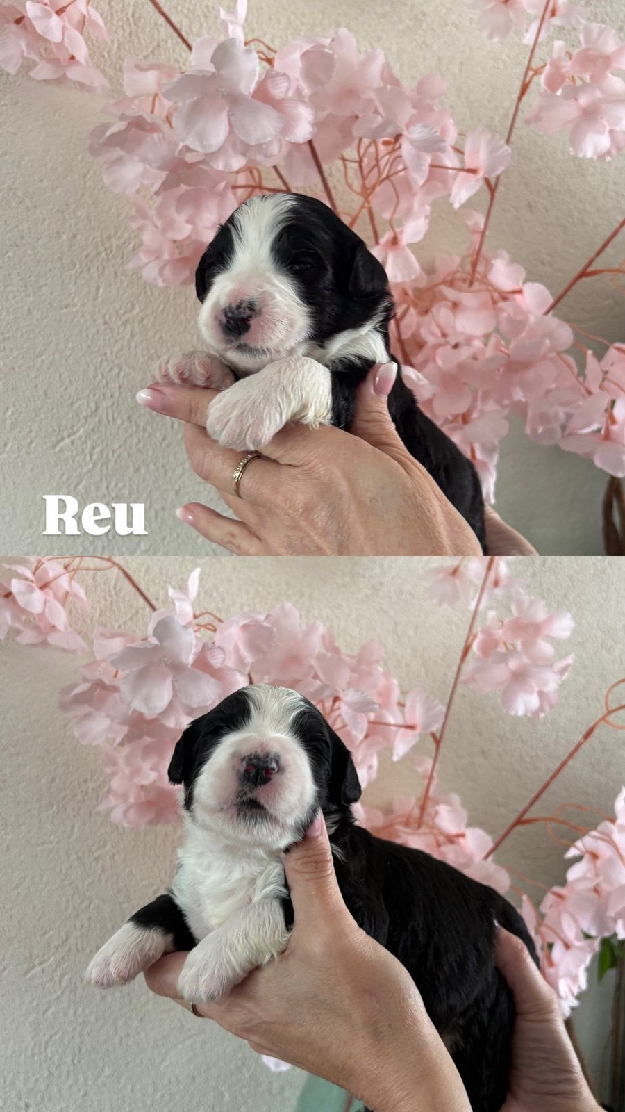 Bernedoodle Puppies, Overige rassen, CDV (hondenziekte), 8 tot 15 weken, Meerdere