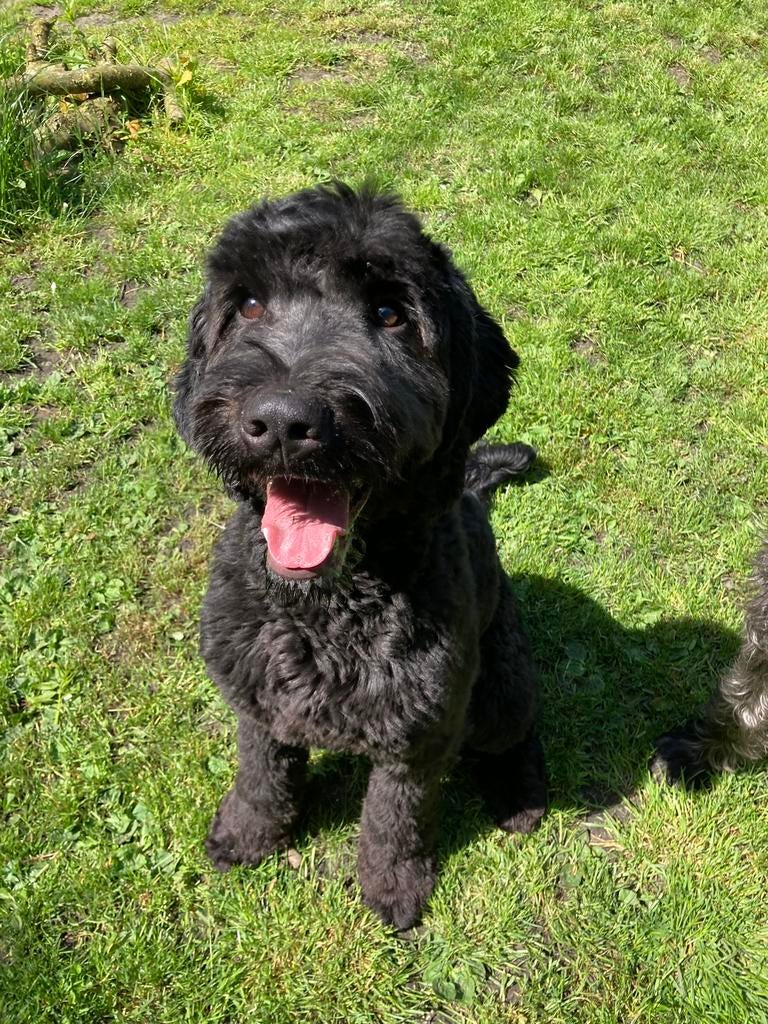 Geweldige doodle zoekt forever home en actieve baasjes., Teef, Parvo, Eén hond, Nederland