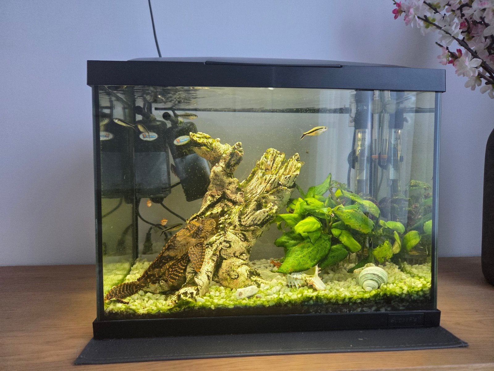 Aquaria met vissen en accesoires, Dieren en Toebehoren, Vissen | Aquaria en Toebehoren, Ophalen, Gevuld zoetwateraquarium