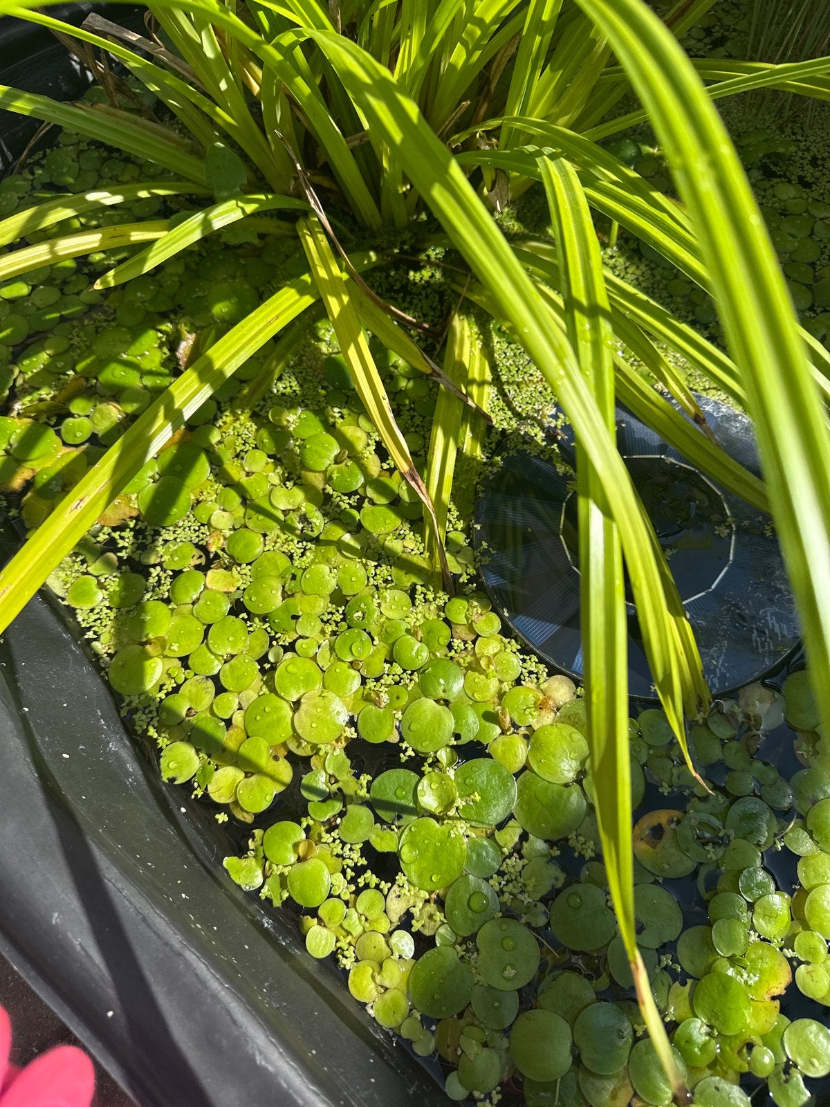 Gratis kikkerbeet voor vijver of aquarium, Ophalen, Gebruikt
