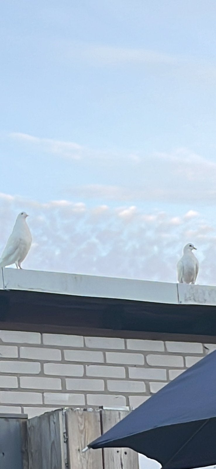 Gratis Duiven, Meerdere dieren, Overige soorten