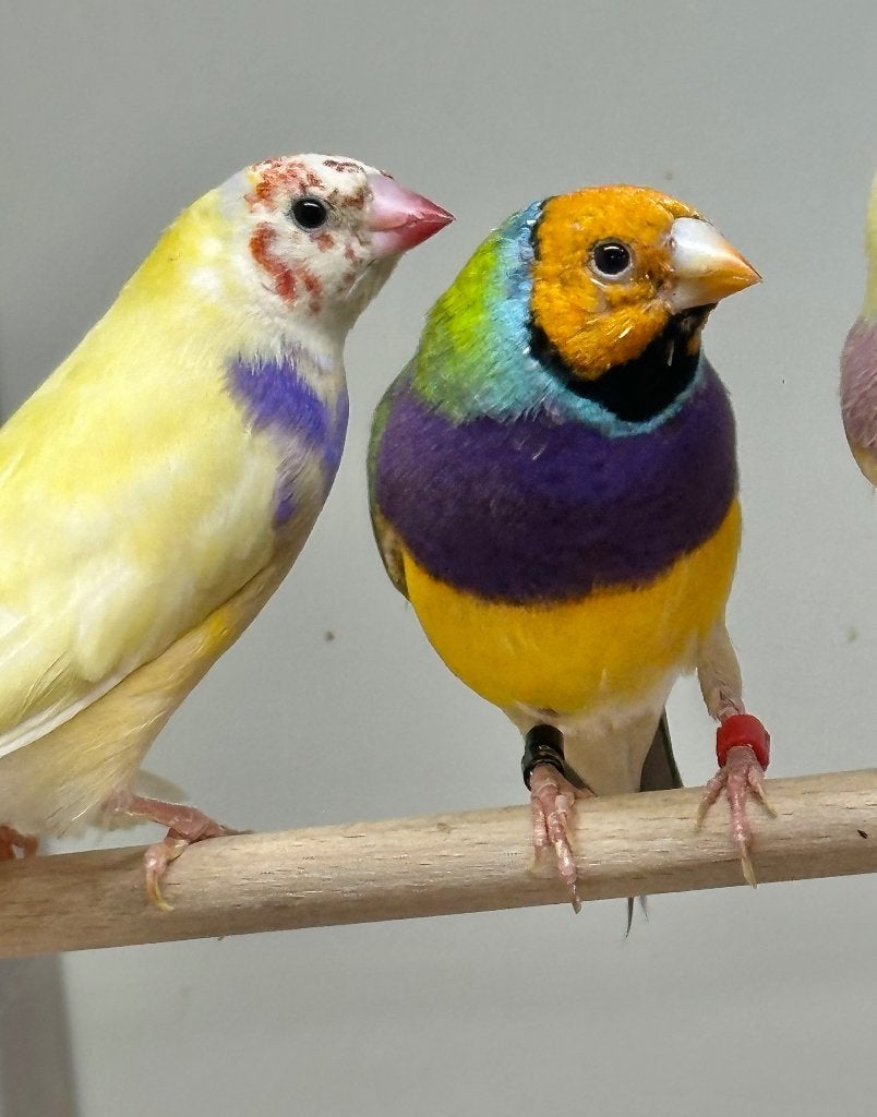 Gouldamadines oranjekop koppel, Dieren en Toebehoren, Meerdere dieren