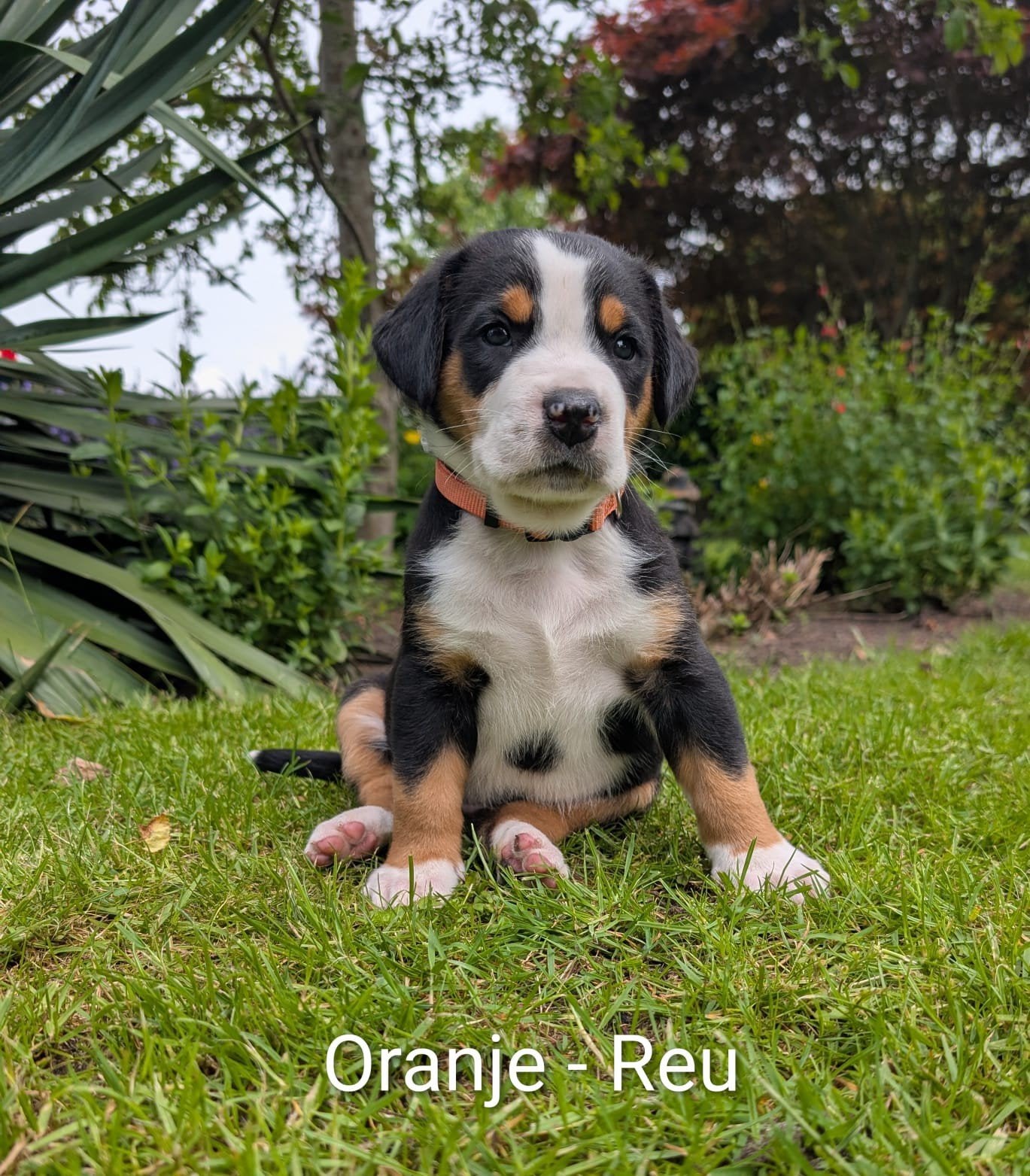 Wij zoeken een eigen mandje /grote Zwitserse sennen, Parvo, Meerdere, Meerdere dieren, Nederland