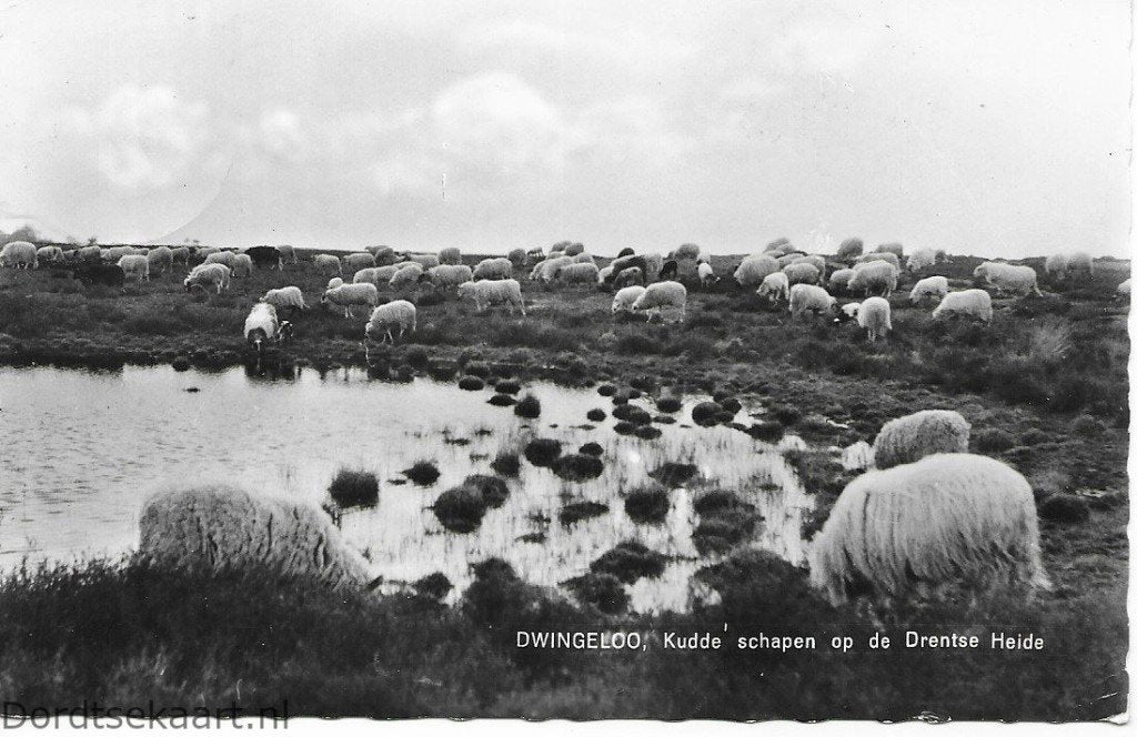 kaart Dwingeloo kudde schapen op de hei uit 1963, Ophalen of Verzenden, 1960 tot 1980, Gelopen, Drenthe