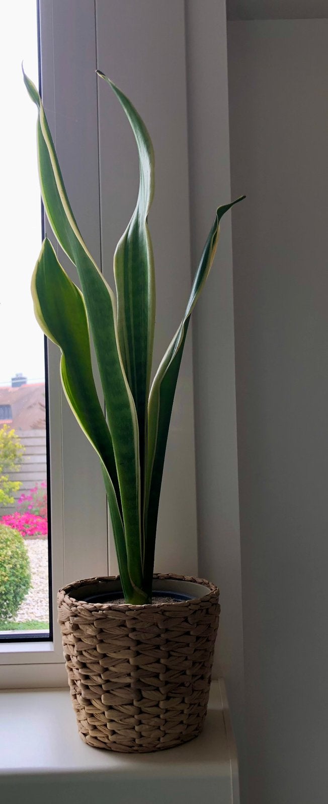 Sansevieria, Ophalen, Halfschaduw, Minder dan 100 cm