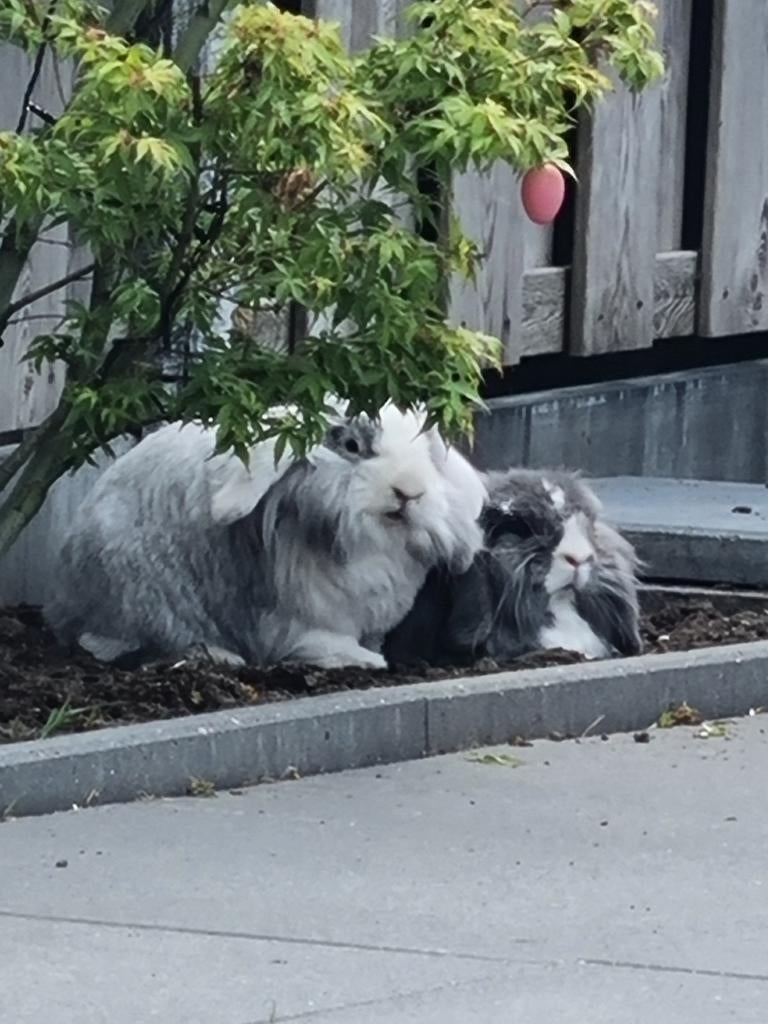 Liefdevol thuis gezocht voor deze knappe lieverds, Dieren en Toebehoren, Knaagdieren en Konijnen | Toebehoren, Ophalen