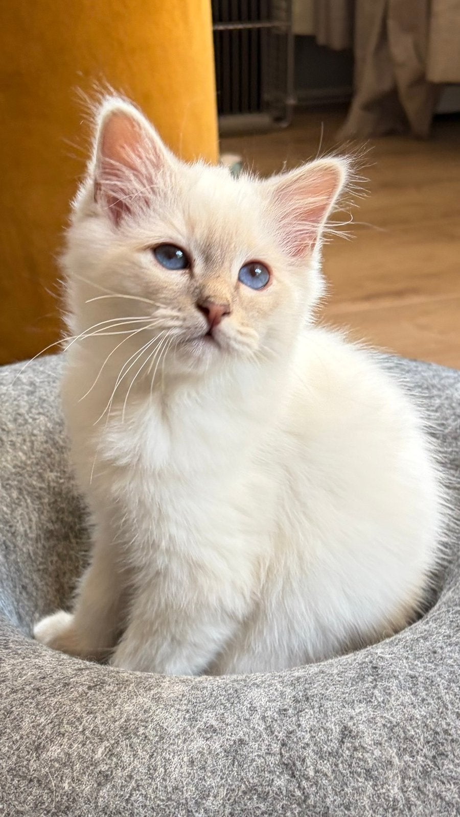 Heilig Birmaan kitten met Stamboom, Meerdere dieren, Met stamboom