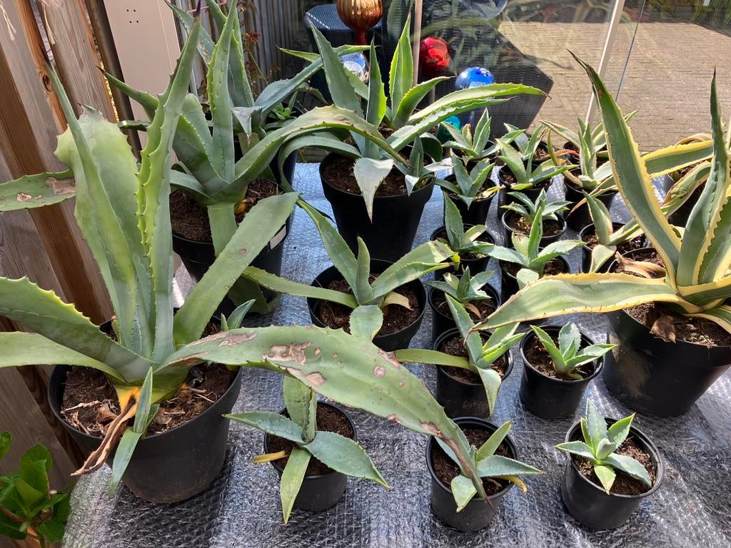 Agaves te koop. Vanaf €2,00, Volle zon, Vaste plant, Bloeit niet, Ophalen