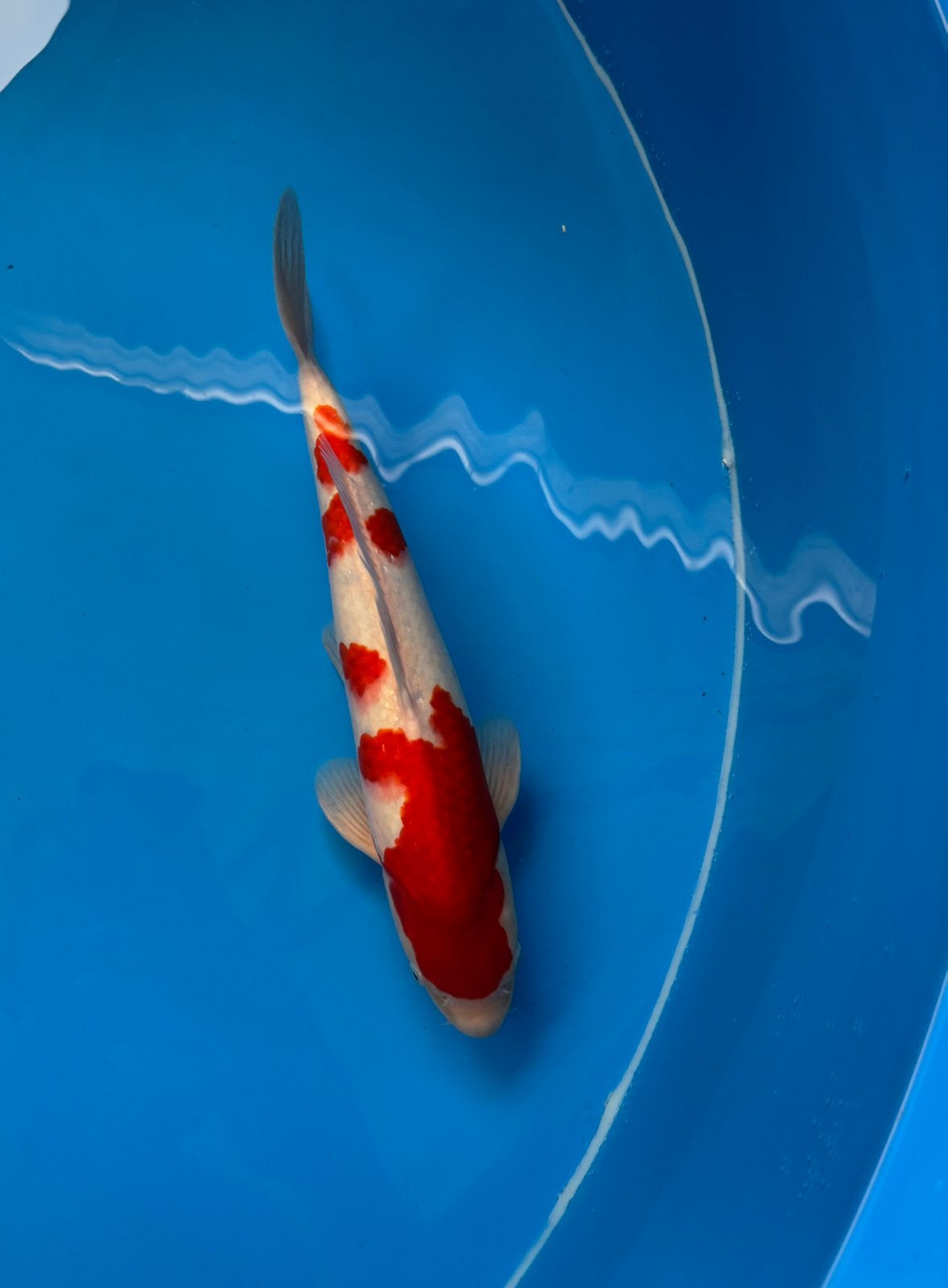 Male kohaku taniguchi, Dieren en Toebehoren, Karper of Koi
