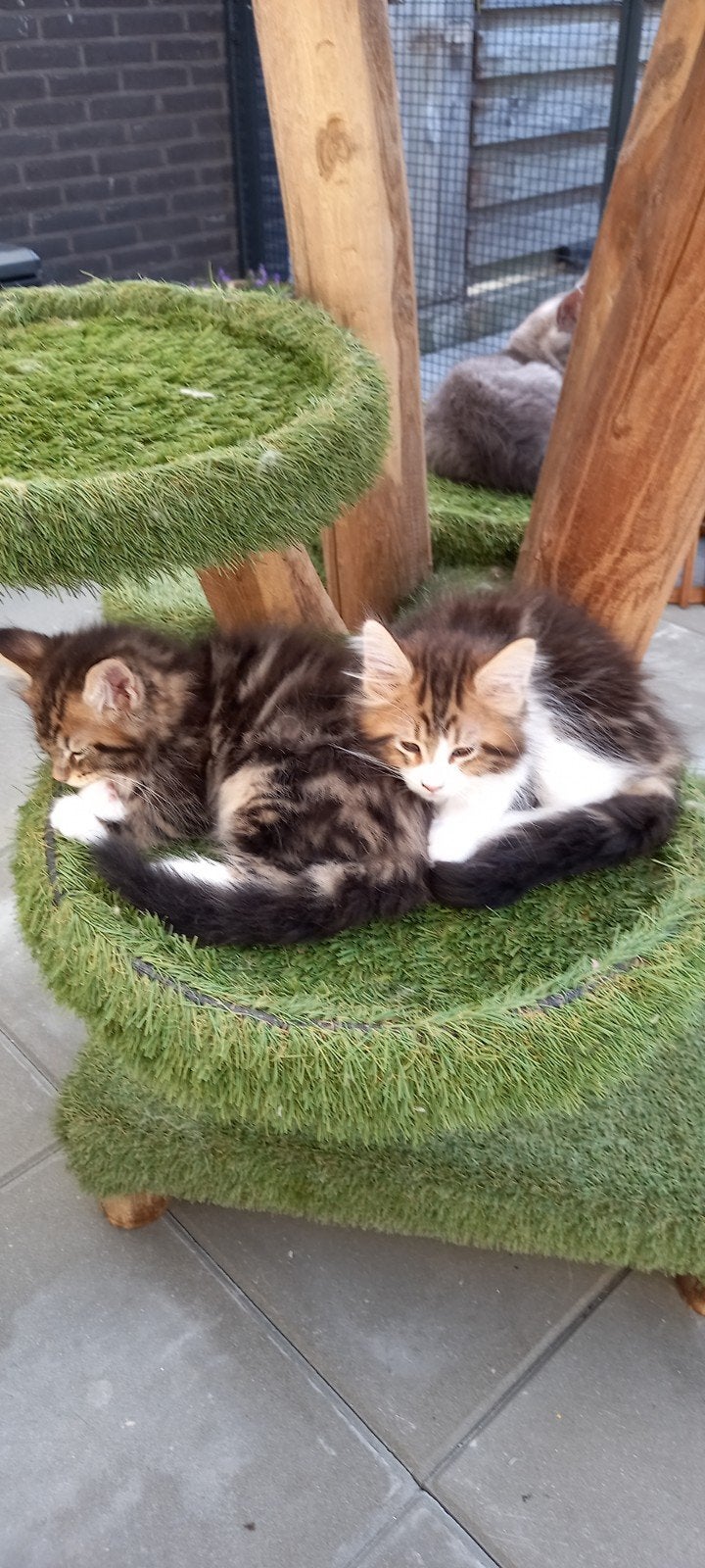 Maine coon katertjes ( 2 ), Meerdere dieren, Met stamboom, 0 tot 2 jaar
