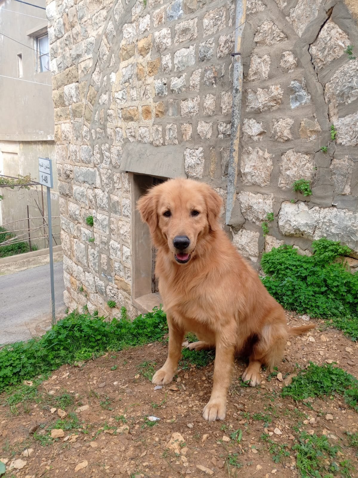 Golden Retriever, Particulier, Reu, Buitenland, Parvo