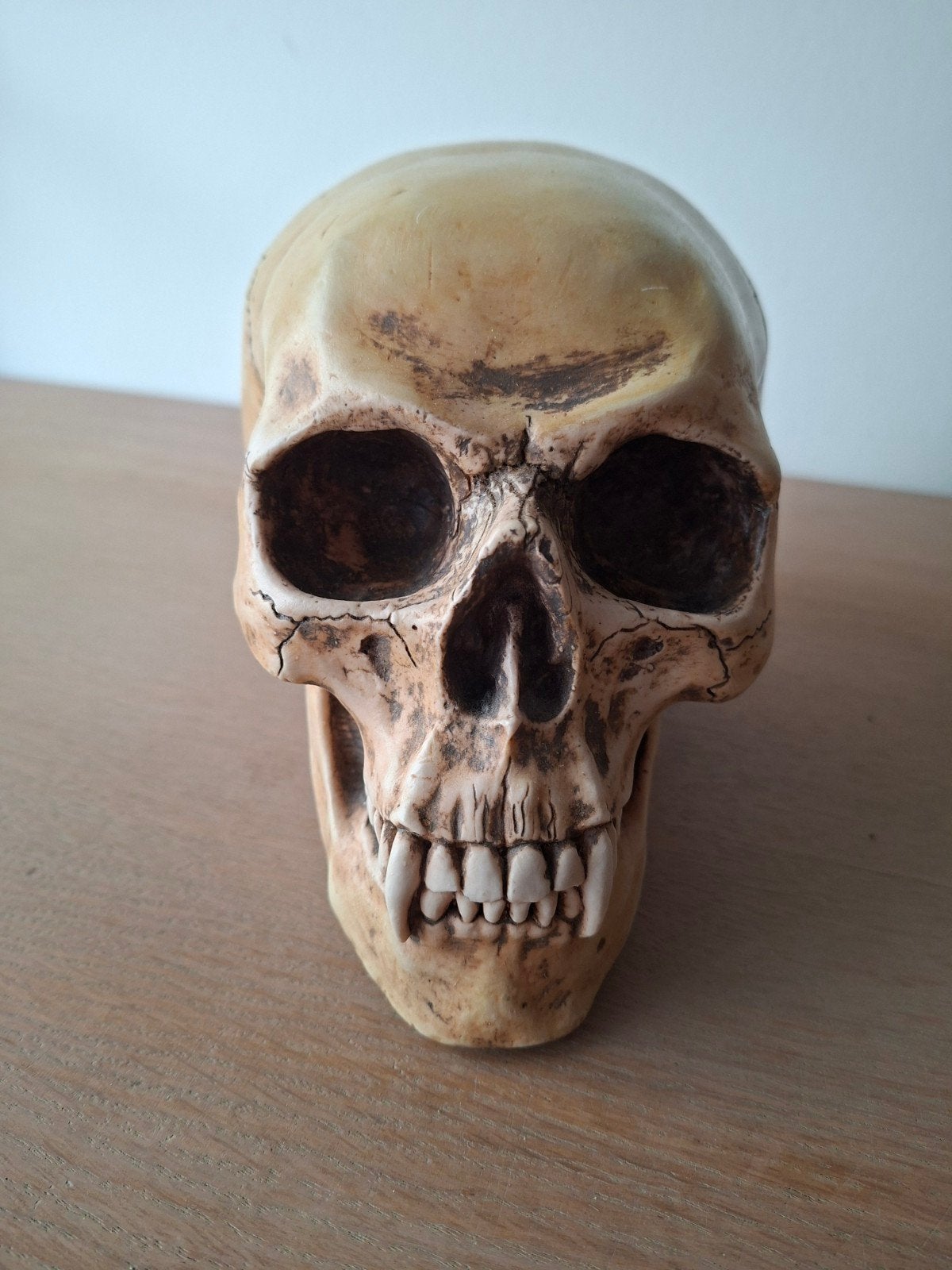 Decoratieve schedel van Mayer, 20 cm lang, Ophalen of Verzenden, Zo goed als nieuw