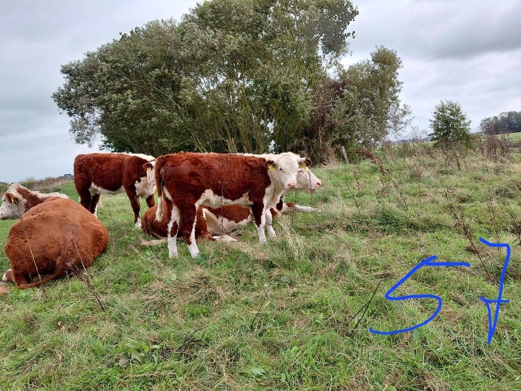 Hereford koeien en kalveren., Dieren en Toebehoren, Vrouwelijk