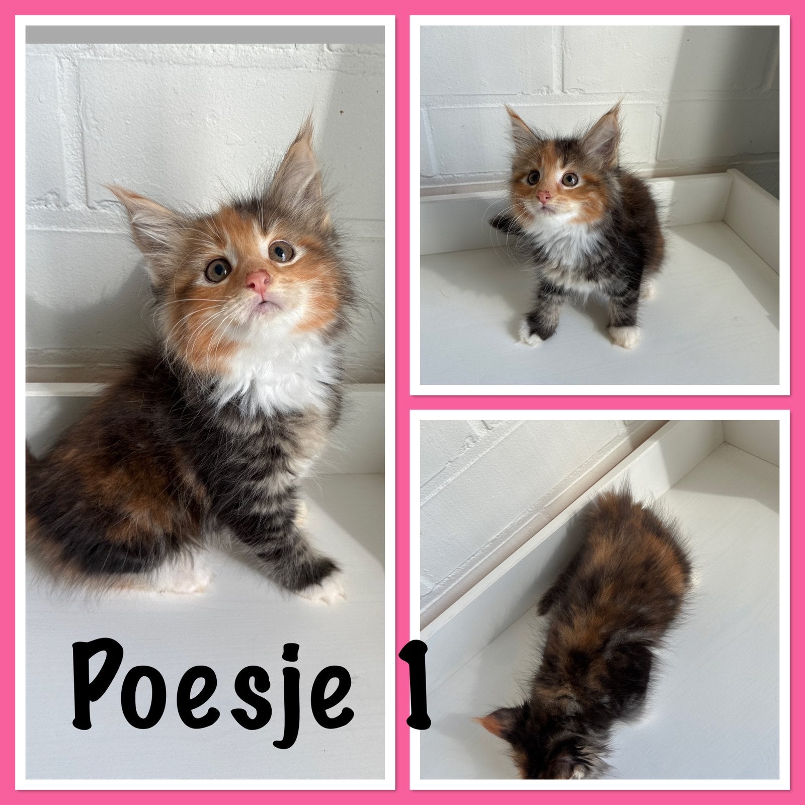 Maine coon/ maincoon kittens, Meerdere dieren, Ontwormd, 0 tot 2 jaar