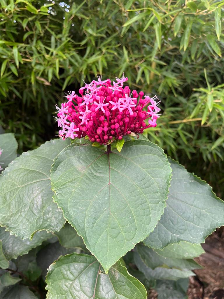 Clerodendrum bungei • Pindakaasplant, Overige soorten, Volle zon, Vaste plant, Ophalen of Verzenden