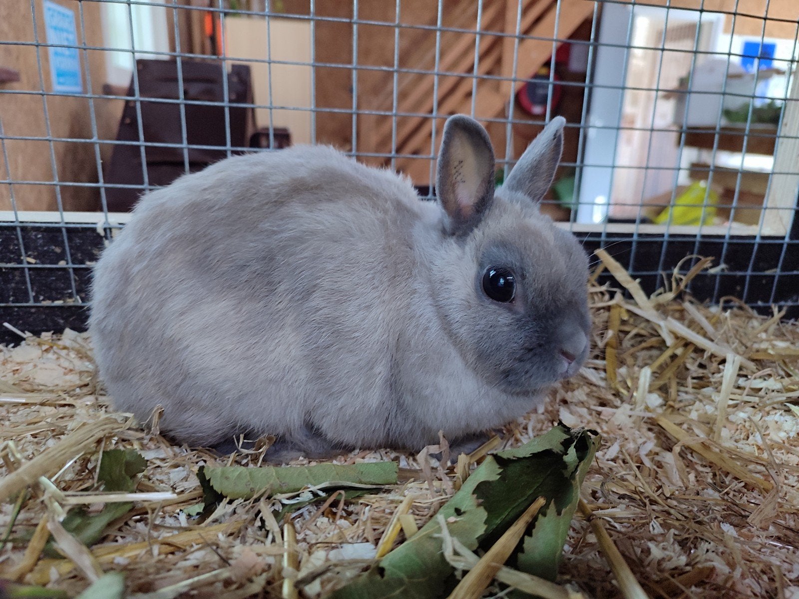 lief klein grijs voedster konijn, Dieren en Toebehoren, Vrouwelijk, Januari, Overige typen, Tam