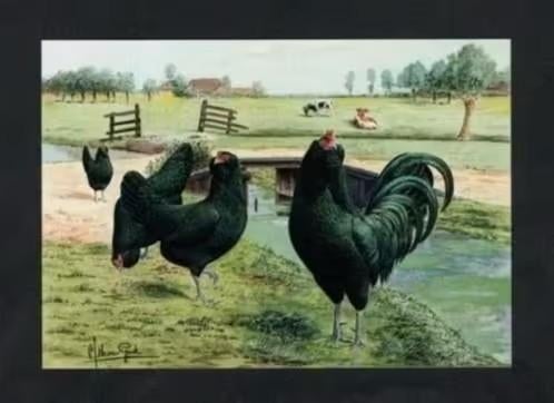 Pluimvee Kippen Uilebaard Zwart Boerderij, Van Gink., Ophalen of Verzenden, 1980 tot heden, Ongelopen, Vogel