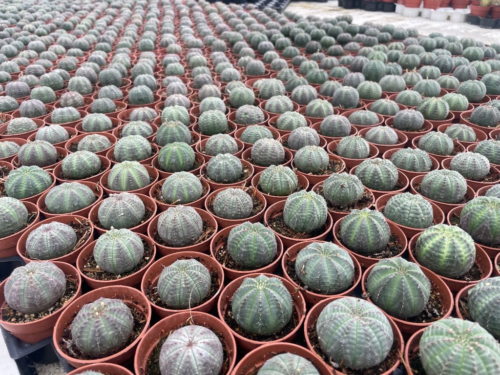 Cactus Euphorbia Obesa in de 5,5 cm pot., Minder dan 100 cm, Bloeiende kamerplant, Halfschaduw, Ophalen of Verzenden