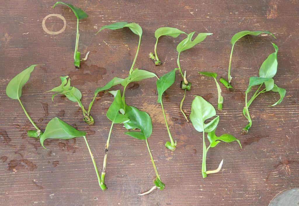 Monstera Minima Stekjes - Rhaphidophora Tetrasperma, Huis en Inrichting, Kamerplanten, Ophalen of Verzenden, Halfschaduw, Minder dan 100 cm