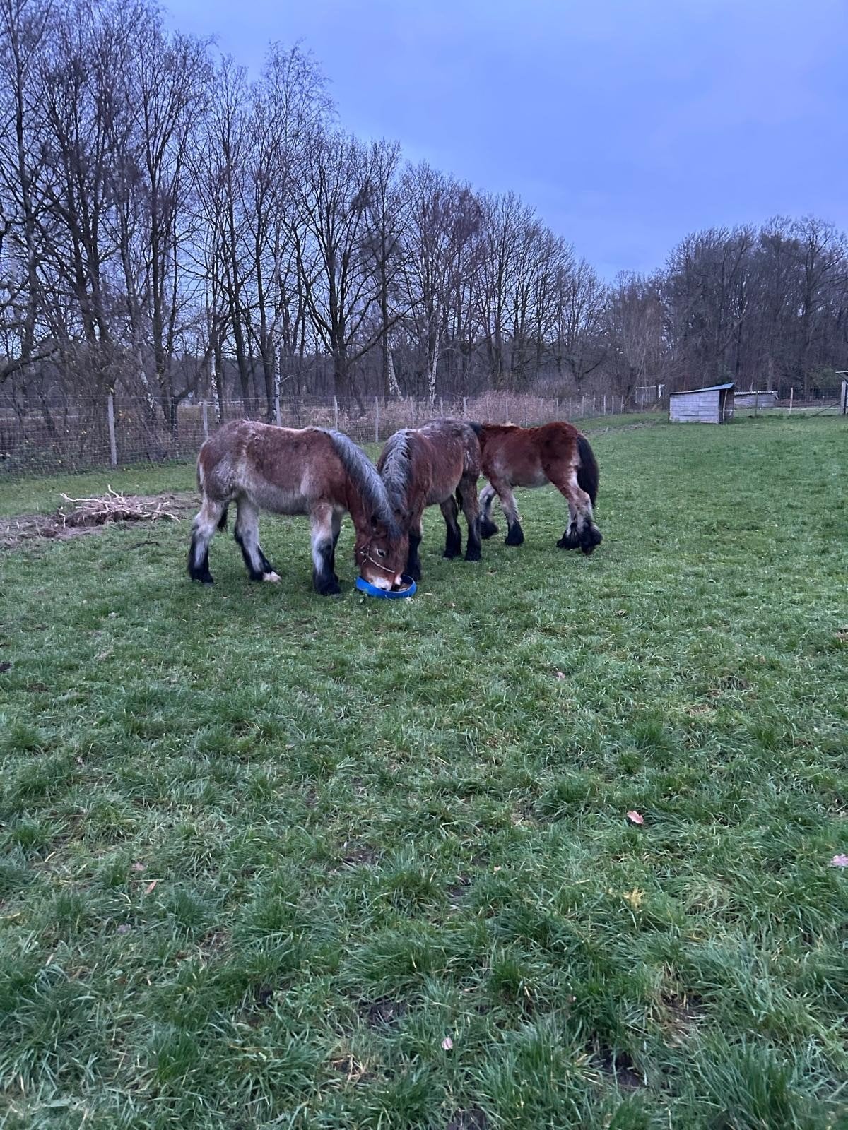 Zeer gemak trekpaard merrie van 1 jaar aangeboden,, Merrie, Met stamboom, Niet van toepassing, 0 tot 2 jaar
