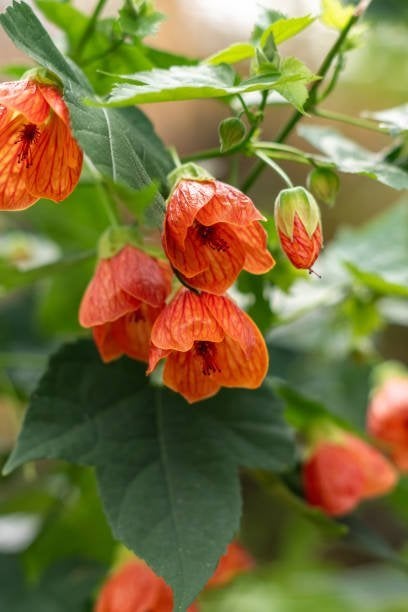 Kuipplanten in vele maten en soorten. Sommige gratis., Volle zon, Vaste plant, Zomer, Ophalen