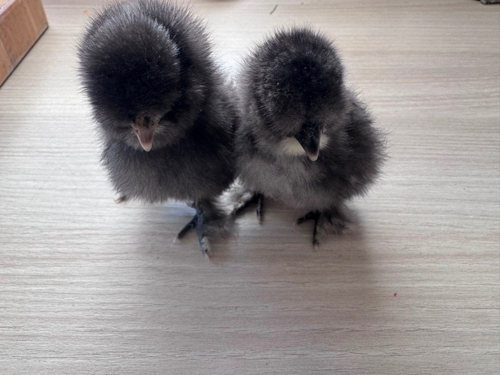 Zijdehoen hennen krul, Dieren en Toebehoren, Pluimvee, Vrouwelijk, Kip