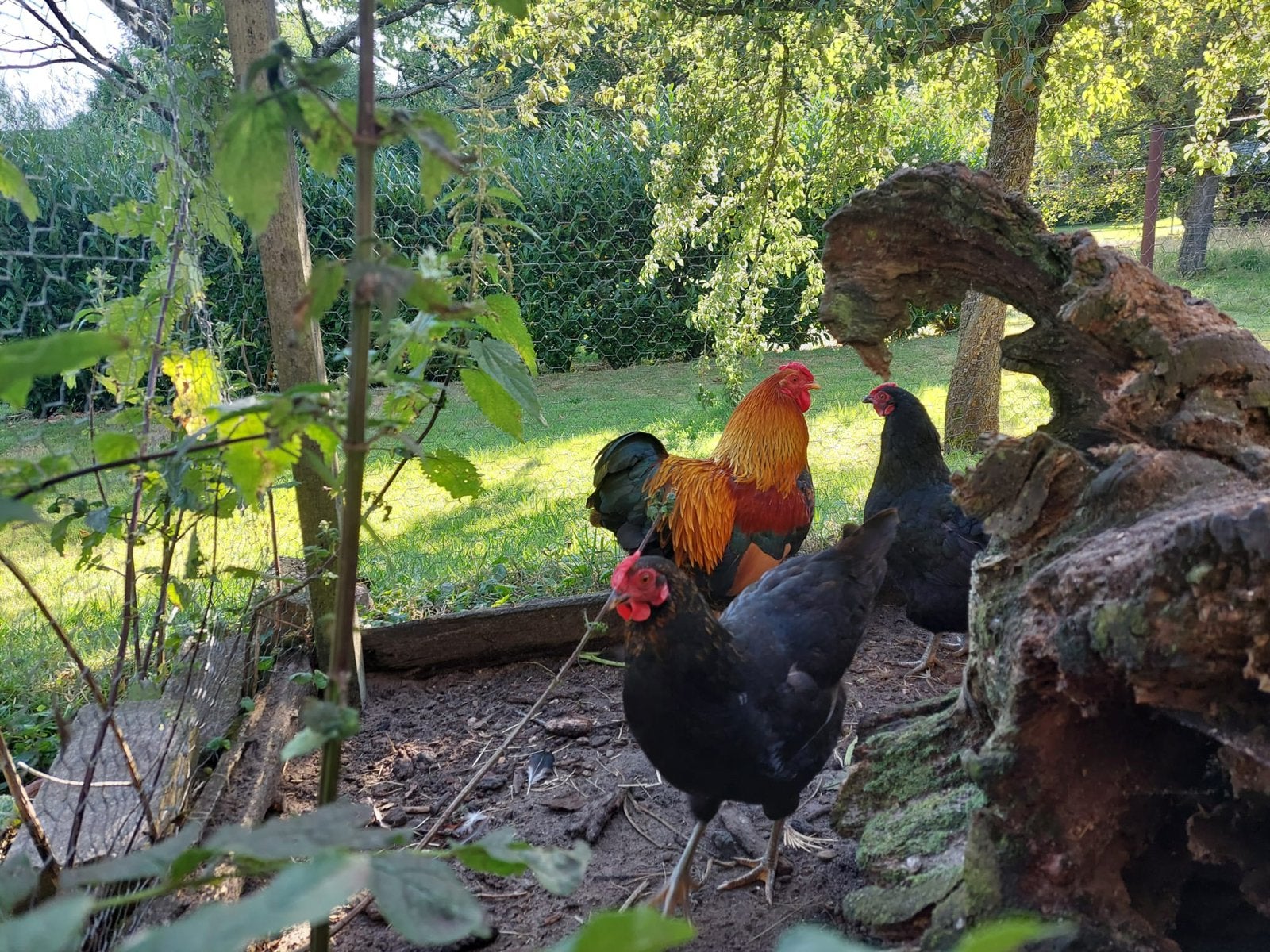 Mooi stel wyandotte kriel!!, Dieren en Toebehoren, Pluimvee, Meerdere dieren, Kip