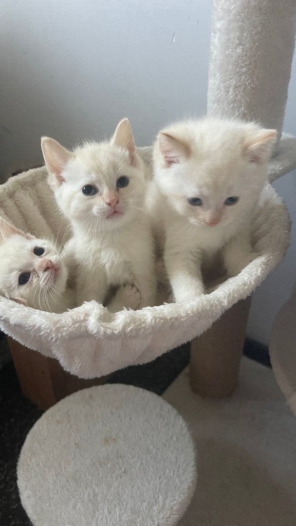 Beautiful Siamese X RagDoll kittens, Meerdere dieren, Kortharig, 0 tot 2 jaar