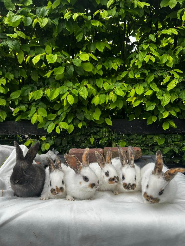 6 rijnlander voedsters, Dieren en Toebehoren, Konijnen, Vrouwelijk, Middelgroot, 0 tot 2 jaar