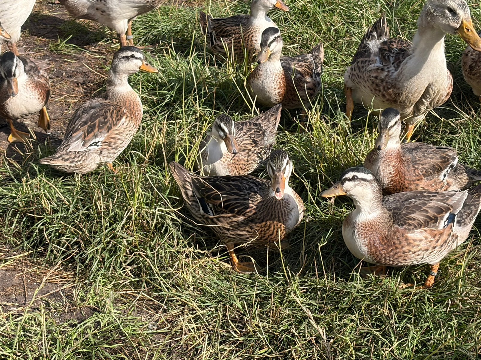 Kwakers | Streicher eenden | Silver Appleyard (groot), Dieren en Toebehoren, Pluimvee, Eend, Meerdere dieren