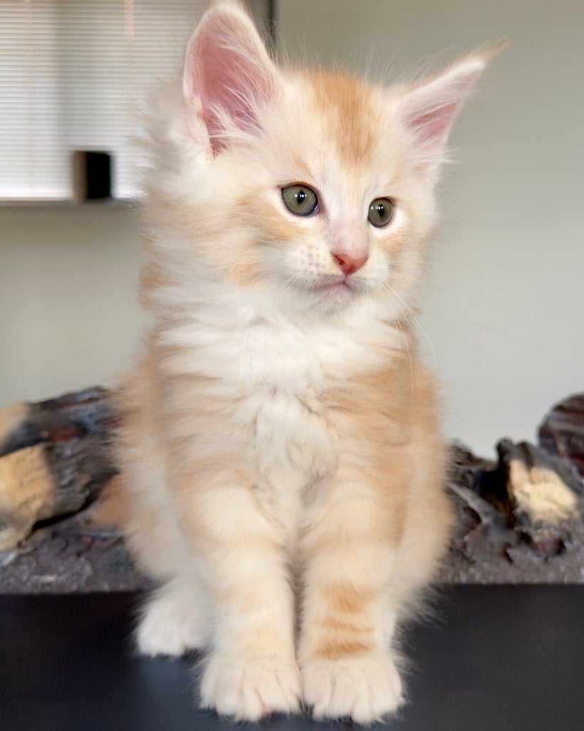 Maine Coon kitten met Stamboom | NLKV, Meerdere dieren, Met stamboom, 0 tot 2 jaar