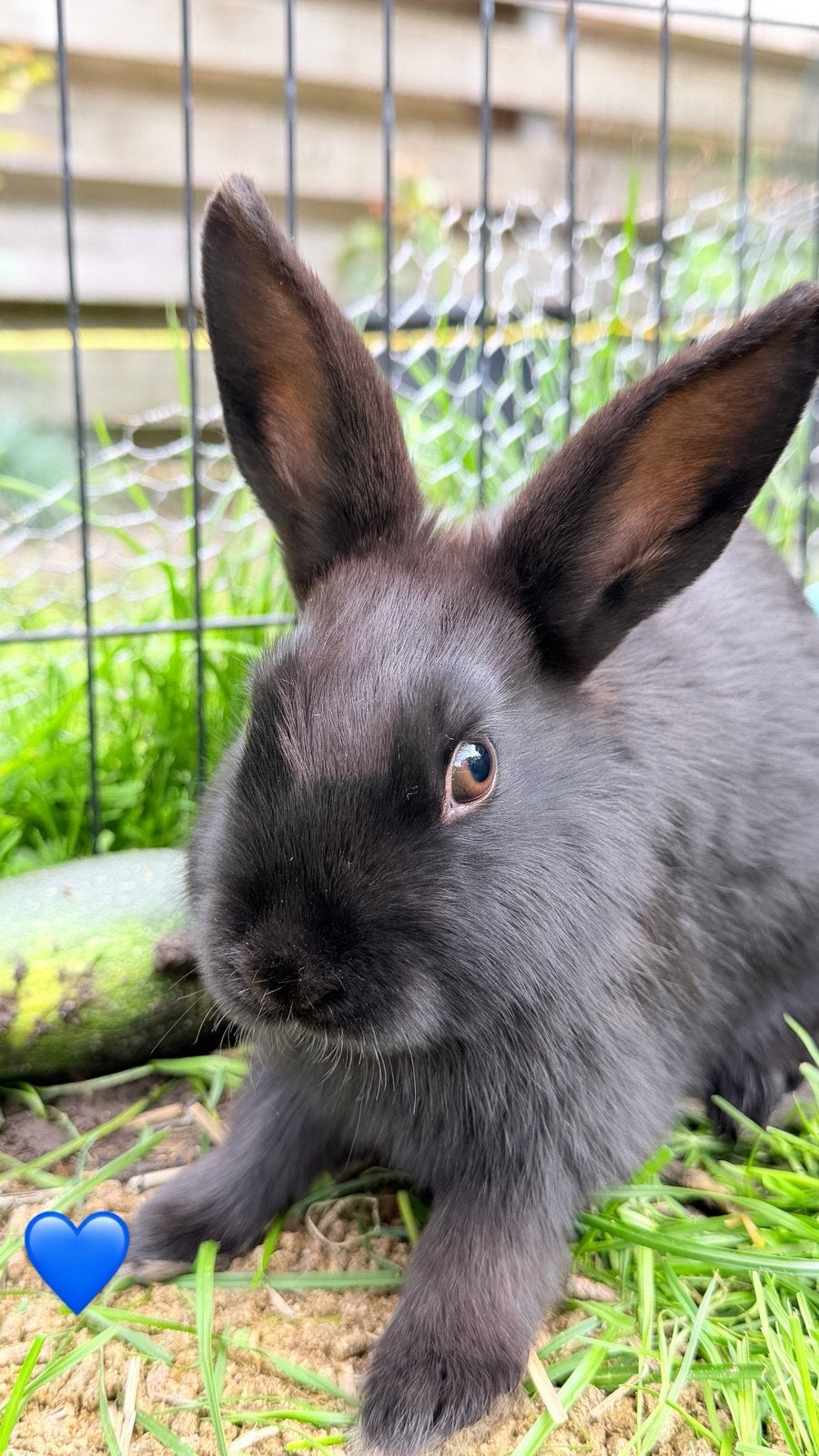 Jonge konijntjes – mannetjes, Dieren en Toebehoren, Meerdere dieren